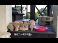 아기 길고양이 4형제 성장이야기_5화 아기고양이를 소개합니다 길냥이 길고양이 마당냥이 고양이 고양이일상 고양이영상 cat catlover catvideos