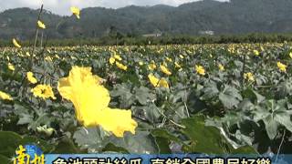 南投新聞-魚池頭社絲瓜美景與美食