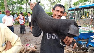 Largest Piglet Market in Assam // গাহৰি পোৱালিৰ বজাৰ // Pig Market in Assam #piglet #pig #nagaland