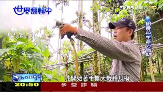 ＴＶＢＳ報導 春霖山園樹蕃茄