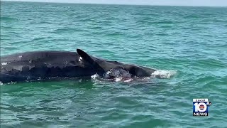 Scientists concerned over recent strandings of whales along Florida coast