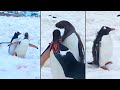 Ozzy Man Reviews: Hungry Penguins