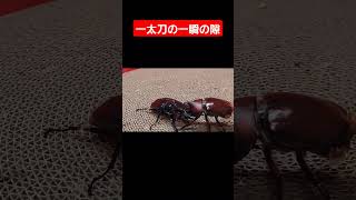 国産カブトムシVSタランドゥスオオツヤクワガタ #クワガタ #昆虫バトル