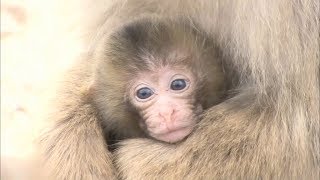 香川・小豆島「お猿の国」　今年初の赤ちゃんザルが誕生