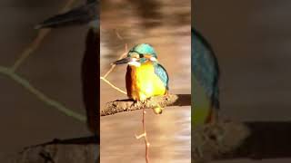 善福寺川のカワセミ #kingfisher #birds #カワセミ #スマホ動画 #nature