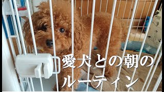 愛犬との朝のルーティン【トイプードルの子犬】