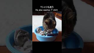 プロフェッショナルな洗濯屋なねこ。 #Shorts