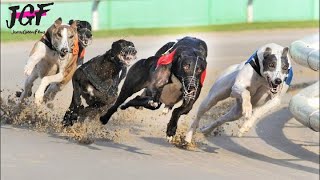 Irish Greyhound Run Track Race 480m