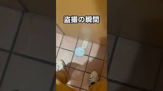 【トイレ中】盗撮犯のスマホ潰したった。