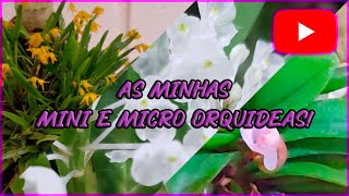 Cultivo de mini e micro orquídeas! 💜