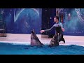 dolphin show dubai @ dubai dolphinarium