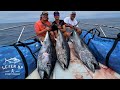 TROLLING for BIG California Bluefin | Full speed Nomad Madmacs & Poppers | miles of MASSIVE FOAMERS