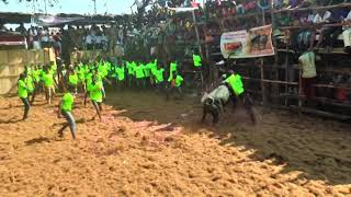 A.vellodu Alen jallikattu