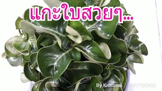 ชวนชมสตอรี่#117:ชวนชมสายพันธุ์เขาแกะ ที่สวนพี่วินิจ