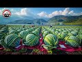 Cabbage Harvesting Made Easy - Agriculture Machines That Are At Another Level