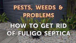 How to Get Rid of Fuligo Septica