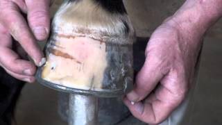 Farrier Quick Takes (Mark Rikard): Protecting Hooves From Wet Conditions