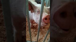 pig oinking at me at the Clackamas county Fair in canby 2023.