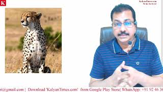 What is 'Cheetah Translocation Project' - KalyanTimes.com