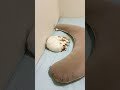 しっぽで反応する猫 猫 cat shorts