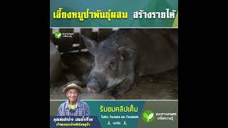 เลี้ยงหมู่ป่าพันธุ์ผสม สร้ายรายได้เดือนละ 30,000 บาท #หมูป่า #เลี้ยงหมูป่า #เลี้ยงหมู #แนวทางเกษตร