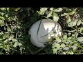 Óriás pöfeteg giant puffball calvatia gigantea