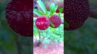 apakah kamu tahu buah ini??? #trending #top #fruit #viral #farming #foryou