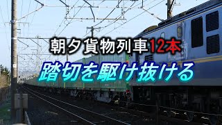 JR貨物 2023/03/29 朝夕闇鉄 貨物列車12本 東海道本線