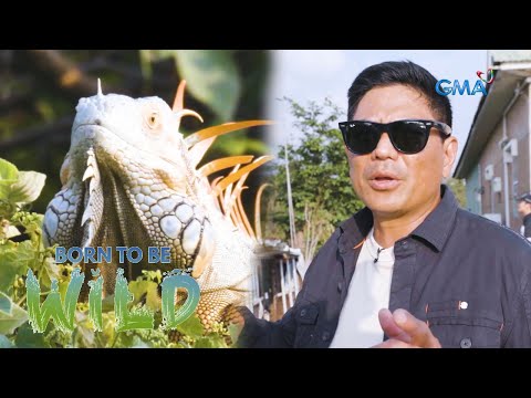 Taiwan's solution to the increasing population of wild iguanas Born to be Wild