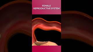 Female Reproductive System #shorts