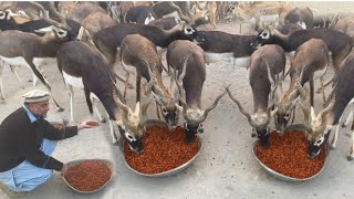 Black Buck Deer Farming Business by Dr.Waseem Ahmed Khan #blackbucks #wildlife #hunting #salmankhan