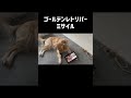 ゴールデンレトリバーミサイル ゴールデンレトリバー shorts