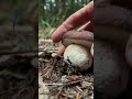 Super Satisfying CRUNCHY Mushroom ASMR Compilation: All Edible Culinary Bolete Mushrooms