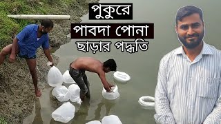 পাবদা মাছের রেনু পোনা পুকুরে ছাড়ার সঠিক পদ্ধতি | পাবদা মাছ চাষ | Pabda Fish