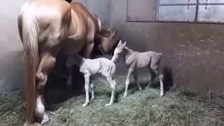 Saratoga twins two weeks old