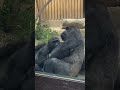 母ゲンキに甘える子ゴリラ　キンタロウ　京都市動物園 2023.06.18 shorts