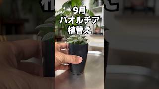 9月 ハオルチア 植替え