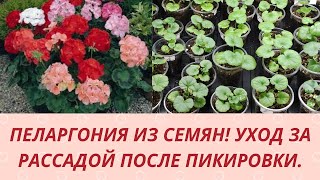 Пеларгония из семян. Как и чем подкормить рассаду пеларгонии после пикировки. Обзор рассады .