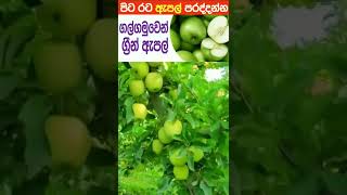 ගල්ගමුවෙන් ග්‍රීන් ඇපල් || Sri Lankan Green Apple || Minoli Vlog #shorts #Sri lankan green apple