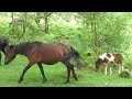 british wildlife documentary the lost rainforest of dartmoor national park