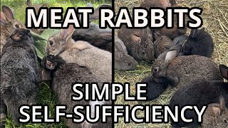 How to raise meat rabbits THE EASY WAY #meatrabbits #selfsufficiency #offgrid #survival #howto