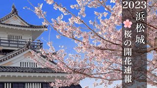 【浜松城/桜の開花状況速報】静岡県浜松市 令和5年/2023年3月29日［SONY NEX-VG30］