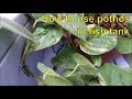 How to reduce nitrate level easily - using pothos plant in aquarium fish tank