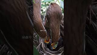 画眉鸟夫妇养育它们的四个孩子 EP26.1｜The Chinese Hwamei couple is raising their four chicks #birds #nature