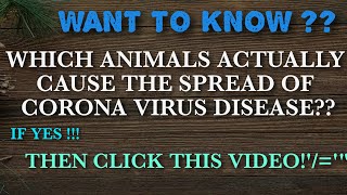 Animals which spread the corona virus desease in Humans