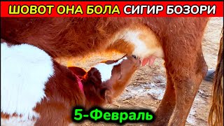 ХОРАЗМ ШОВОТ ПИР БОЗОРИ ОНА БОЛА СИГИРЛАР НАРХЛАРИ 5-февраля 2025 г.