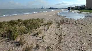 Native beach grass holds sand in place during high tide, preventing erosion