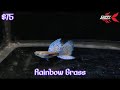 Guppy Rainbow Grass By. Guppy Indonesia