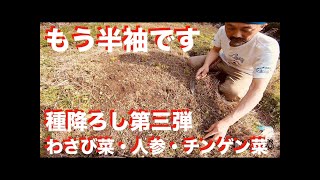 #180｜種降ろし・第三弾｜わさび菜・人参・チンゲン菜｜家庭菜園｜不耕起栽培｜自然農｜自給自足