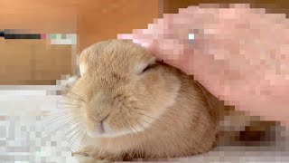 うさぎの寝落ちを録画中に映り込んではいけないアレがバッチリ捕らえられててゾッとした　No.1221